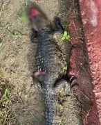 Jacaré-do-papo-amarelo é encontrado morto com sinais de agressão em Arapiraca, Alagoas