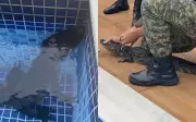 Jacaré invade piscina de condomínio em Aldeia após fortes chuvas no Grande Recife