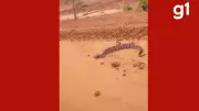 Jiboia dá bote em carro e assusta passageira em estrada rural de Mato Grosso
