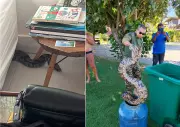 Jiboia de 10 kg é resgatada dentro de residência em Búzios após alerta de idosas