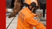 Jiboia de 2 metros é resgatada de dentro de carro em oficina em MT