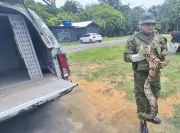 Jiboia é resgatada em escola de Manaus após causar susto a alunos e funcionários