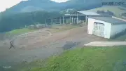 Jovem foge de javali em fazenda de SC e se esconde em refeitório