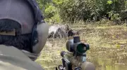 Justiça autoriza retomada do abate experimental de búfalos invasores em Rondônia