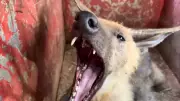 Lobo-guará boceja e rosna durante atendimento veterinário em Uberlândia