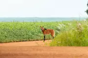 Lobo-guará 'posa' para fotógrafo em parque nacional de MS e encanta com encontro inesperado