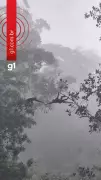 Macaco-aranha usa cauda como ponte para ajudar filhotes em travessia impressionante em Mato Grosso