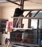 Macaco-bugio invade casa e assusta moradores em Juiz de Fora