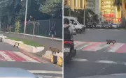 Macaco-prego espera carros pararem para atravessar faixa de pedestres em Goiânia