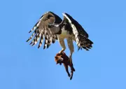 Maior águia das Américas é flagrada devorando presa na Bahia