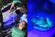Mais de 100 escorpiões-amarelos capturados em condomínio na Grande Florianópolis