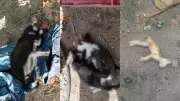 Mais de 25 animais são encontrados mortos com suspeita de envenenamento no litoral do Piauí