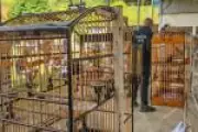 Mais de 30 detidos em torneio clandestino de pássaros silvestres em Nova Iguaçu