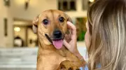 Marília autoriza enterro de pets em jazigos familiares, reconhecendo vínculo afetivo