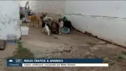 Mato Grosso registra mais de 250 denúncias de maus-tratos a animais; homem é indiciado por morte de gatos