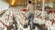MBRF duplica exportação de frango para Arábia Saudita e inicia vendas de carne bovina