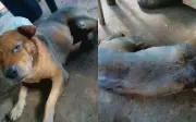 Mecânico é preso após atear fogo em cachorro que brincava com criança em Aparecida de Goiânia