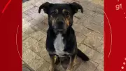 Militar da reserva é suspeito de matar cachorro a tiro em Lajinha, Minas Gerais