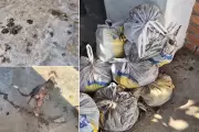 Montanha de fezes e cães à morte: maus-tratos a animais crescem no oeste de SP