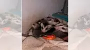 Morador de Ribeirão Preto descobre ninho de gambás em armário e registra fauna no quintal