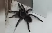 Moradora de Sorocaba encontra aranha caranguejeira em casa e denuncia terreno abandonado