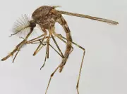 Mosquitos invadem Islândia e expõem falha crítica no monitoramento do Ártico