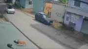 Motorista preso por atropelar 6 cachorros em Manaus; 1 morre