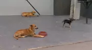 Motorista preso por atropelar seis cães em Manaus; um morreu