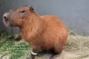 MP-RJ denuncia seis homens por agressão brutal a capivara na Ilha do Governador