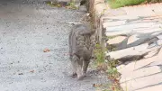 MPRN recomenda suspensão de captura de gatos com tutores em condomínio de Mossoró após denúncias