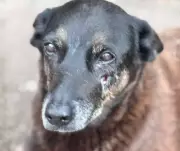 MPSC pede novas diligências sobre morte do cão Orelha em Florianópolis