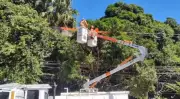 Mutirão de podas de árvores reforça segurança energética em Miguel Pereira, RJ