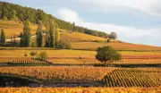 O que são crus no mundo dos vinhos? Descubra os rótulos especiais da Borgonha, Bordeaux e mais