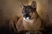 Onça-parda 'Iara' retorna ao Zoológico de Volta Redonda após cirurgia bem-sucedida