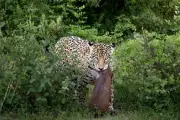 Onça-pintada Aracy captura filhote de capivara no Pantanal de Miranda