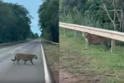 Onça-pintada e filhotes são flagrados atravessando a BR-262 no Pantanal de MS