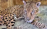 Onça-pintada Jack faz história com primeira transfusão de sangue da espécie no Brasil