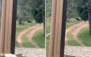 Onça-preta surpreende ao passar perto de alojamentos em parque de Pirenópolis