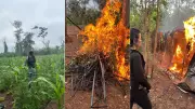 Operação Herba Nefanda destrói mais de 10 mil pés de maconha em terra indígena no Maranhão