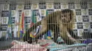 Operação Matilha prende nove e apreende macaco-prego em ação contra roubos no RS