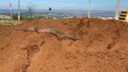 Operários encontram jiboia de 1,5 metro durante limpeza de terreno em Patos de Minas