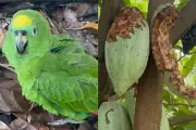 Papagaio 'embriagado' após comer cacau fermentado viraliza em Rondônia