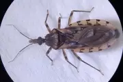 Pará registra 52 casos de doença de Chagas em 2026 com cinco mortes; capital lidera