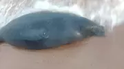 Peixe-boi é encontrado morto na praia do Chapéu Virado, em Mosqueiro, Belém