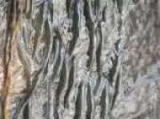 Peixes escalam cachoeira de 15 metros em 10 horas em comportamento inédito filmado no Congo