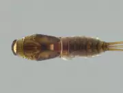 Pesquisadores da UFV identificam novas espécies de insetos aquáticos em Minas Gerais e Santa Catarina