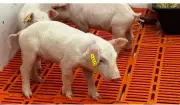 Pesquisadores da USP Piracicaba avançam em xenotransplantes com clones suínos