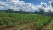 PF desmantela plantação de maconha de 3,5 hectares em Avelino Lopes, Piauí; três presos