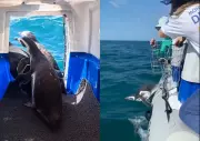 Pinguins-de-Magalhães retornam ao mar após reabilitação em Florianópolis