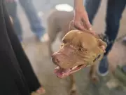 Pitbull ataca jovem dentro de casa em Campo Grande após discussão familiar
